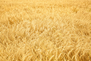 Close up of ripe wheat ears