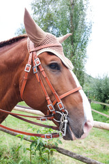Brown Lusitano Horse