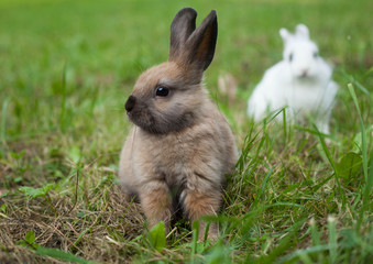 Rabbits in the grass