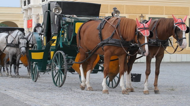 Carriage with horses for hire in Vienna