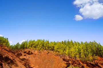 Corona Forestal in Teide National Park at Tenerife