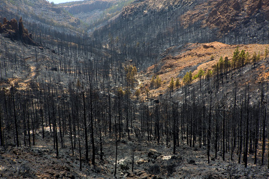 Black ashes of canary pine after forest fire at Teide