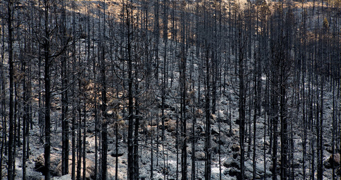 Black ashes of canary pine after forest fire at Teide