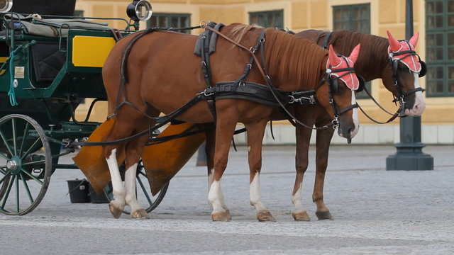 Carriage with horses for hire in Vienna