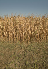 Dry season in a corn field