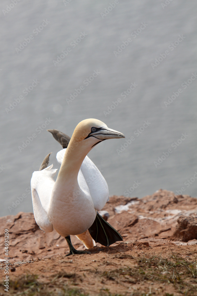 Sticker basstölpel am vogelfelsen auf helgoland