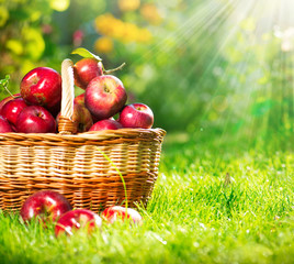 Organic Apples in the Basket. Orchard. Garden