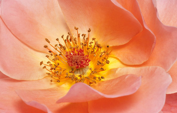 Fototapeta wild rose
