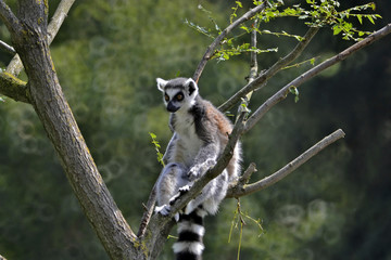 lemure dalla coda ad anelli