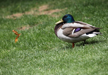 Beautiful duck.