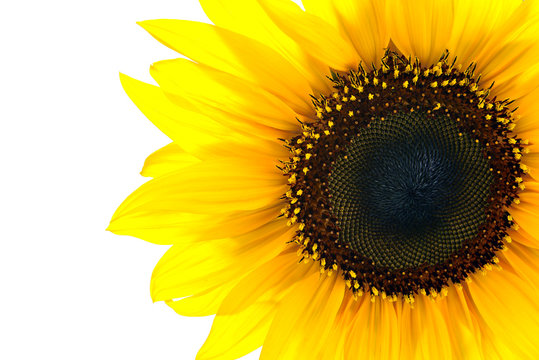 sun flower closeup