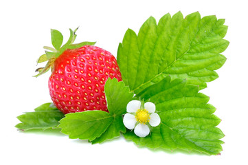 Strawberry with Leaves and Flower Isolated on White Background