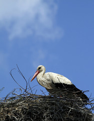 Fototapeta premium Stork in the nest