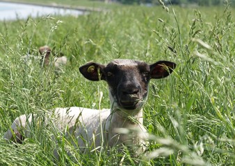 Lamm auf dem Deich