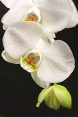 Orchids close-up