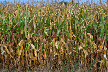 Obraz premium cornfield