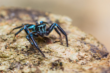 Jumping Spider on tree