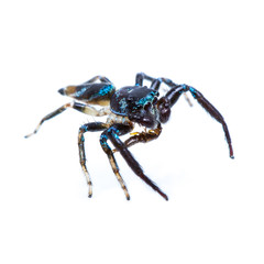 Isolated Jumping Spider and prey