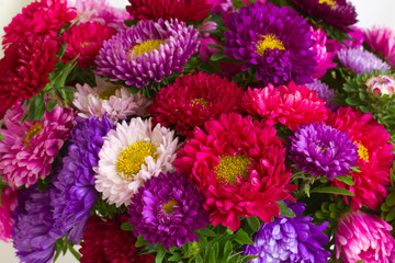 autumn aster flowers background
