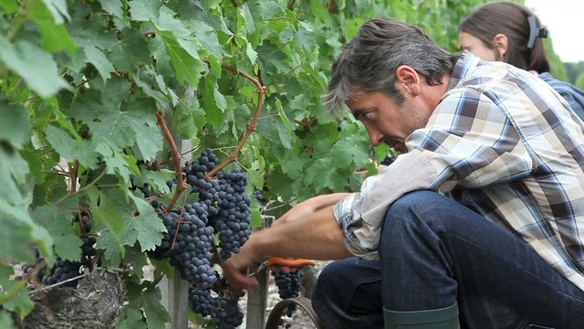 Harvesters cutting bunch of grapes in vineyard rows