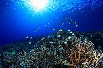 Fototapeta na wymiar Z Damselfish rafy koralowej