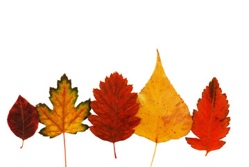 Colorful autumn leaves row on white background