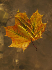 Herbstblatt im Wasser, Ahornblatt