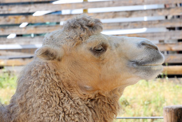 Obraz premium Camel headshot.