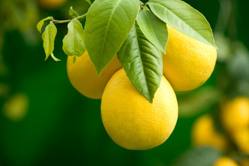 Lemons growing on the tree
