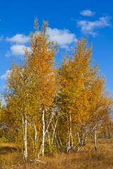 Fototapeta premium autumn red birches