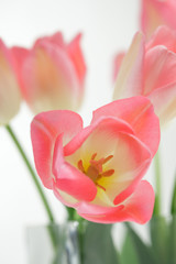 Bunch of Pink tulips on white background