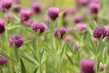 Clover flowers growing in the field