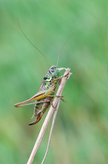 Metrioptera roeselii