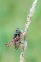 Metrioptera roeselii