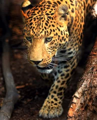 Tuinposter Leopard © kyslynskyy