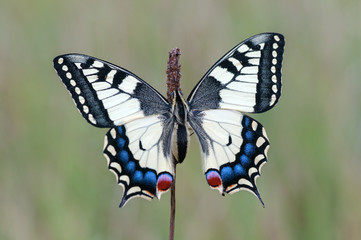 Papilio machaon