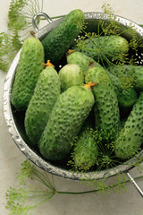Fresh cucumbers in a sieve