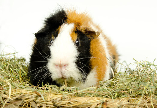 zufriedenes Meerschweinchen im Heu