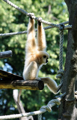monkey - gibbon