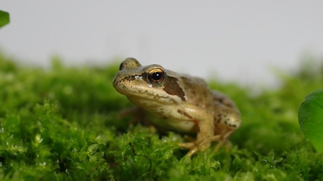 frog on moss