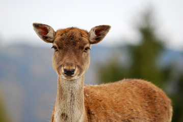 portrait of a young deer