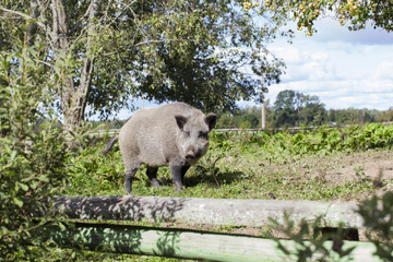Wild boar in country house garden