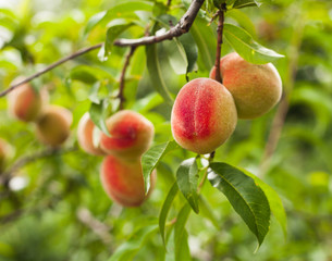 Peaches on a tree