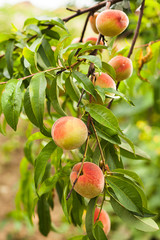 Peaches on a tree