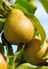 Pears on the tree.