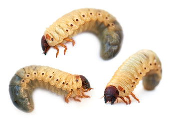 larva the rhinoceros of the bug © ralko