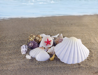 Sea shells and starfish on sand