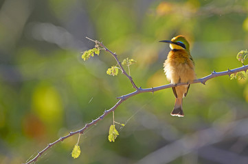 Little bee-eater (Merops pusillus)
