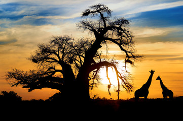 Fototapeta premium Spektakularny afrykański zachód słońca z Baobabem i żyrafą
