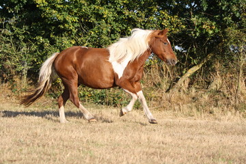 Obraz premium Course d'un poney